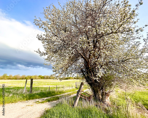 An old blooming apple tree next to a rustic fence and farm field with clouds and blue sky.
