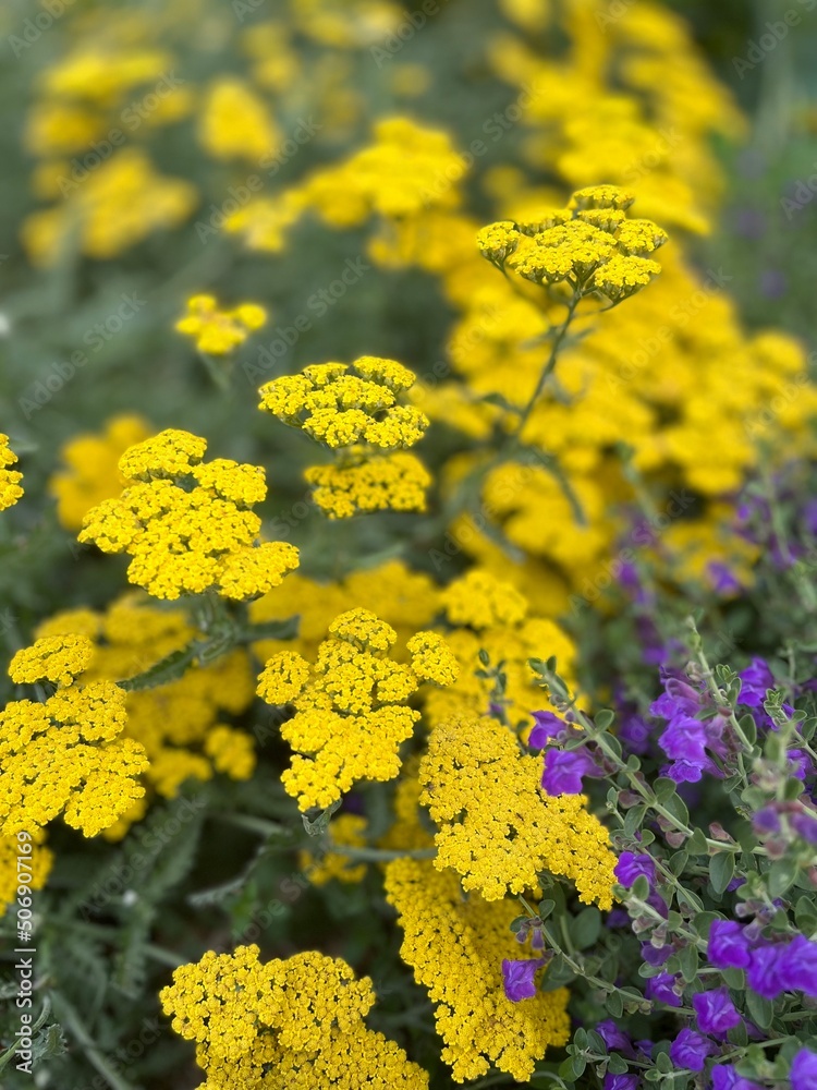 Obraz premium field of flowers