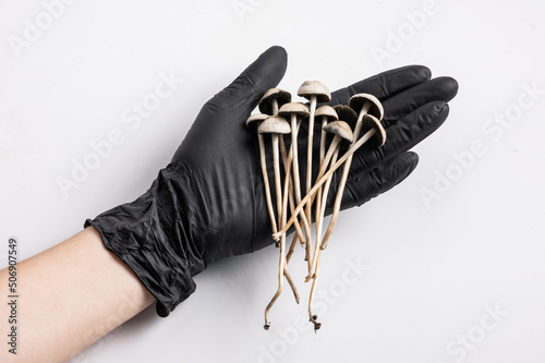 hallucinogenic mushrooms photo