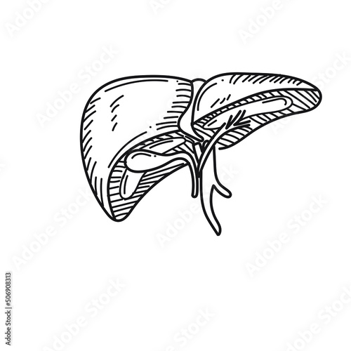 liver internal human organ