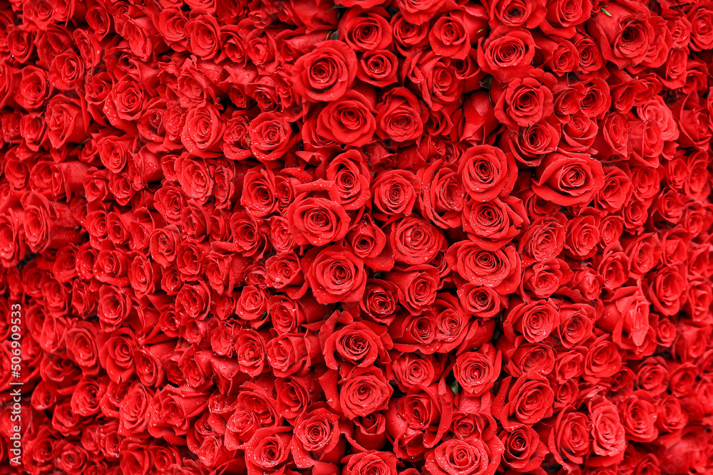 Blanket of red rose blossoms with rain drops. - obrazy, fototapety, plakaty 
