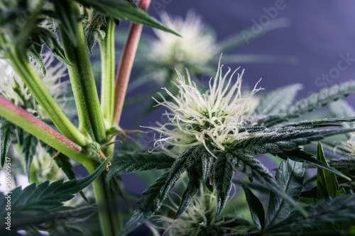 medicine weed cannabis flower © YARphotographer