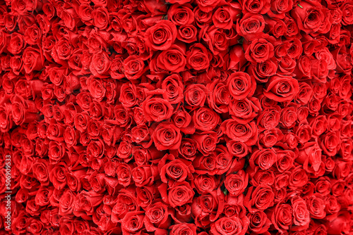 Blanket of red rose blossoms with rain drops.
