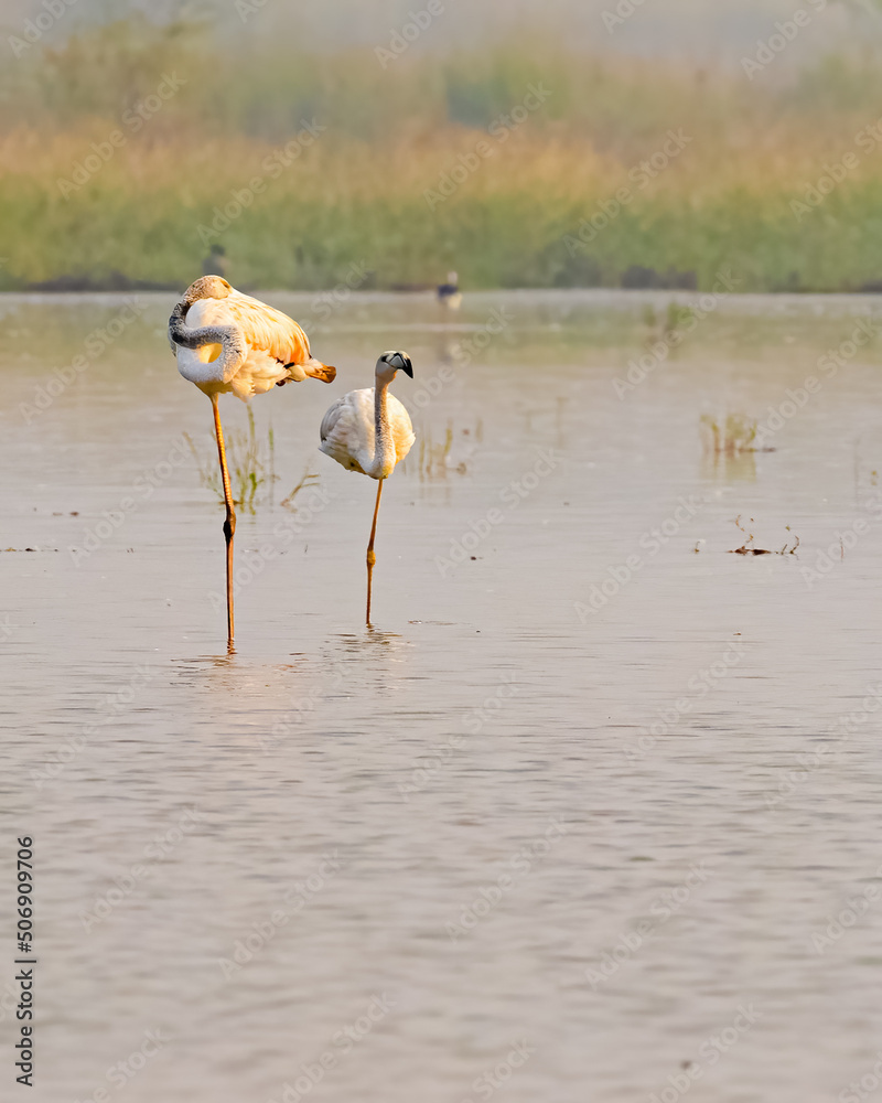 A Pair of Flamingo in lake