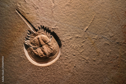 Horseshoe crab fossil, Ordovician age around 400 million years ago photo