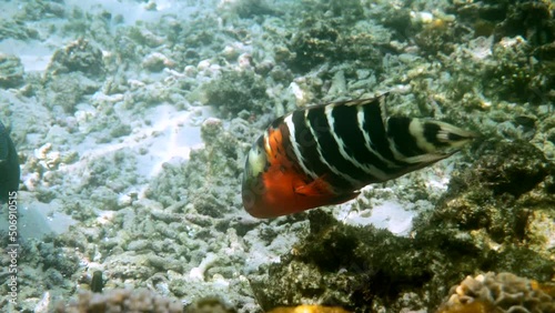 Underwater video of Red-breasted wrasse swimming among coral reefs in Andaman Sea. Tropical sea fish on snorkeling or dive on island. Marine life of Thailand photo