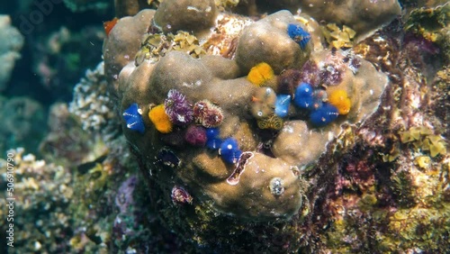 Underwater video of Christmas Tree Worms or Spirobranchus giganteus in the coral reef of the Gulf of Thailand. Colorful christmas tree worms growth on a coral photo