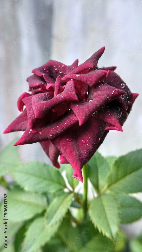 Closeup view of blooming dark red rose with some waterdroplets Closeup view of blooming dark red rose with some waterdroplets