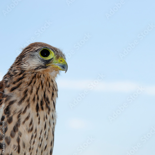 Portrait of a falcon sideways in the blue sky. The kestrel's muzzle looks away