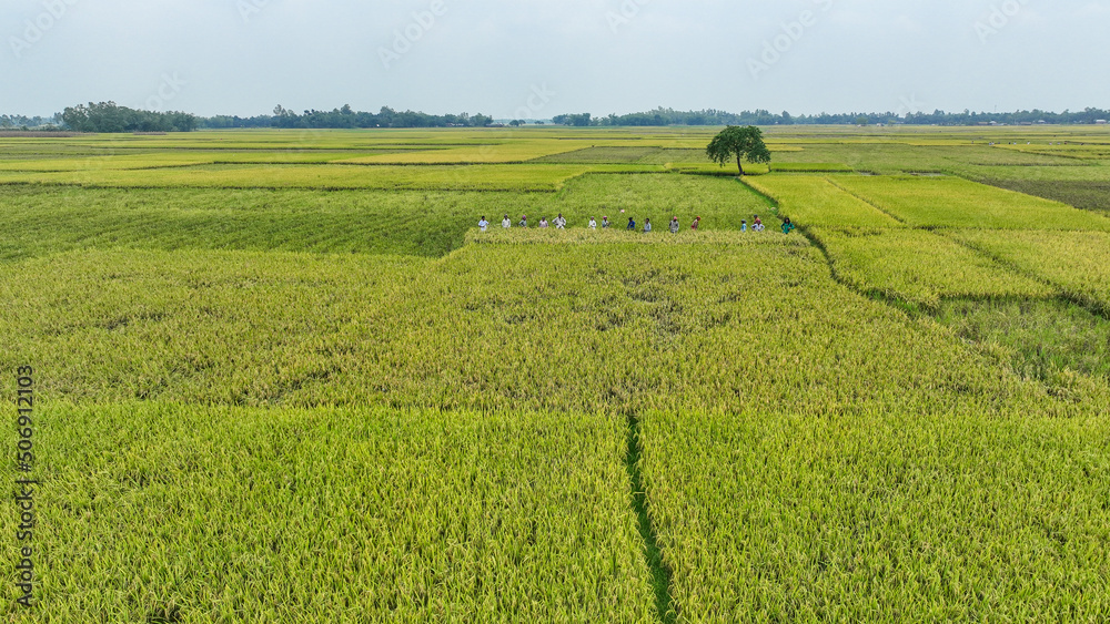 green rice field & Ripe peddy field 