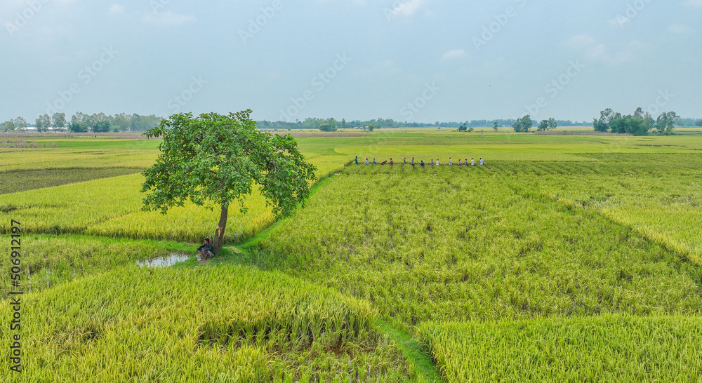 tree in the field - beautiful bangladesh landscape photo