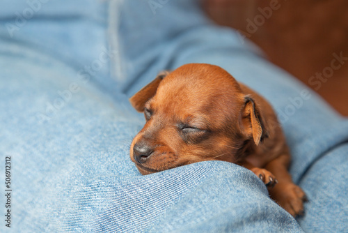 The muzzle of a sleeping puppy. A puppy sleeps on a person's lap The little dog 