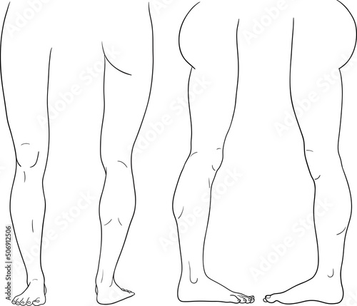 Human leg front back inner outer view vector illustration, male anatomy line art photo