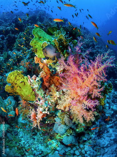 Fototapeta Naklejka Na Ścianę i Meble -  Underwater world. Coral reef Red Sea.