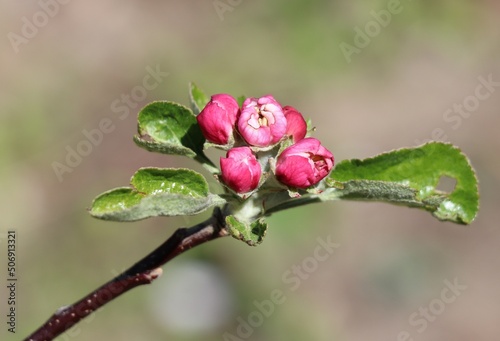 Piękne różowe pąki kwitnącej wiosną jabłoni