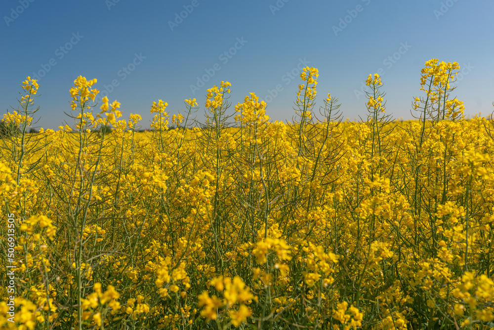 The rapeseed blooms with yellow flowers with blue sky as background. Closeup. Selective focus. The rapeseed blooms with yellow flowers with blue sky as background. Closeup. Selective focus.