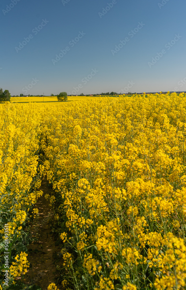 Blooming rapeseed field against the blue sky Blooming rapeseed field against the blue sky