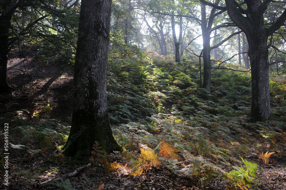 Naklejka premium Foret de Rambouillet - Ile-de-France - France