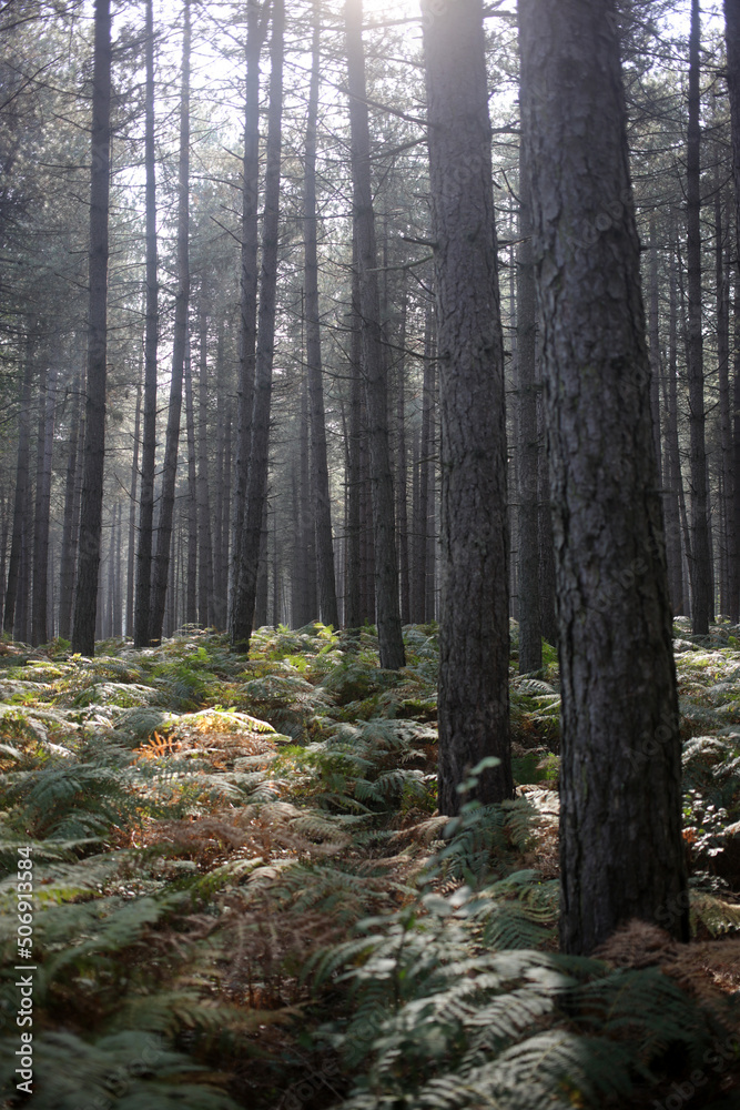 Obraz premium Foret de Rambouillet - Ile-de-France - France