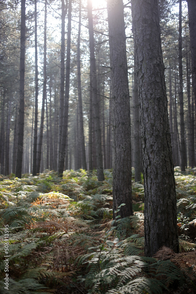 Obraz premium Foret de Rambouillet - Ile-de-France - France