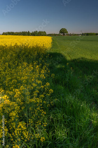 Blooming rapeseed field against the blue sky © michaldziedziak