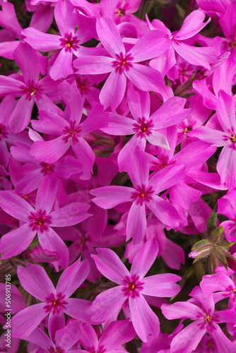 Full Frame Macro Close up of Beautiful Pink Phlox Subulata, Moss Phlox, or Creeping Phlox © Mark van Dam