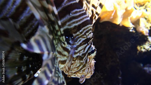 Close up striped Scorpion Fish swimming between corals and water plants of Aquarium photo