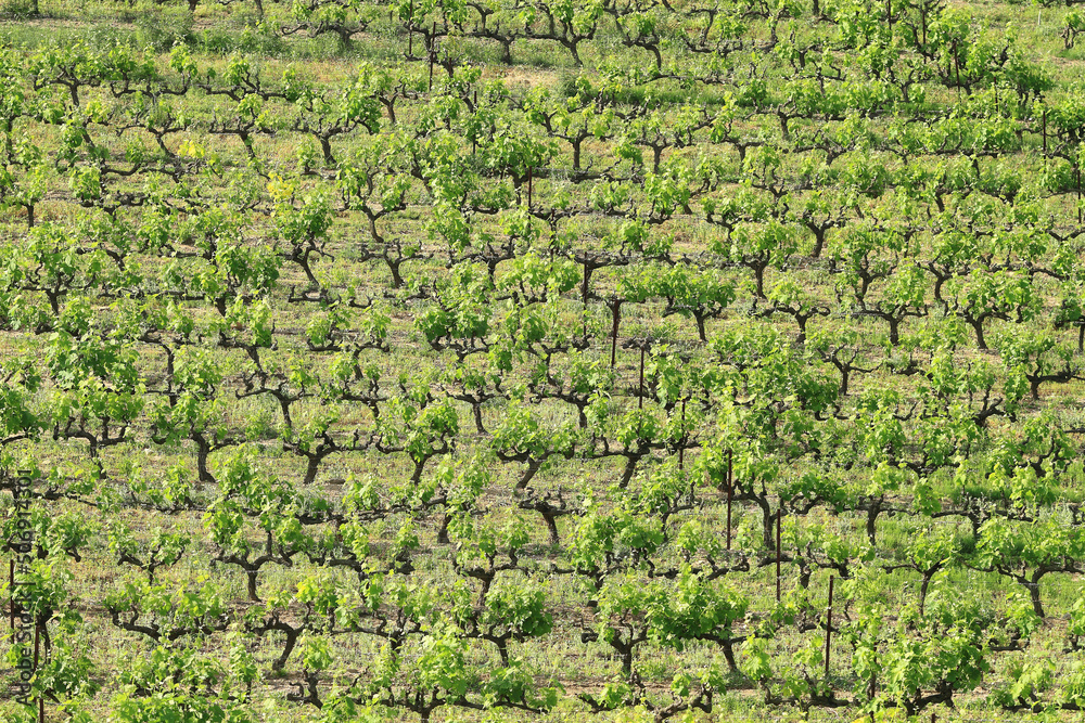 Vignes Vignes