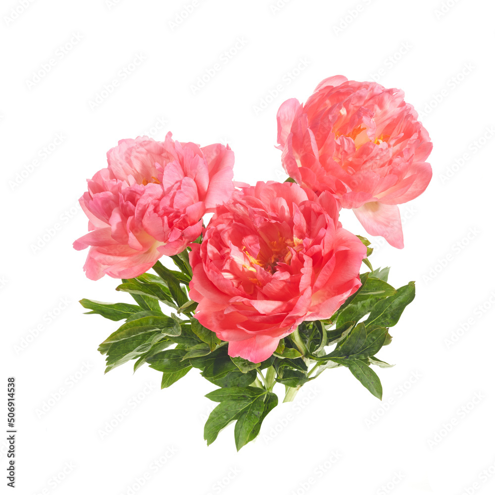 Beautiful pink peonies flowers isolated on white background Beautiful pink peonies flowers isolated on white background