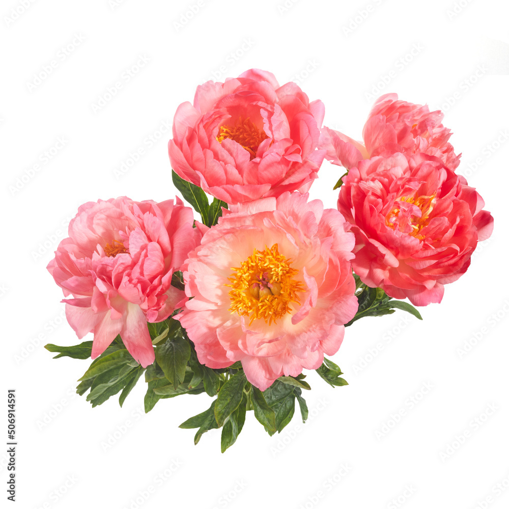 Beautiful pink peonies flowers isolated on white background Beautiful pink peonies flowers isolated on white background