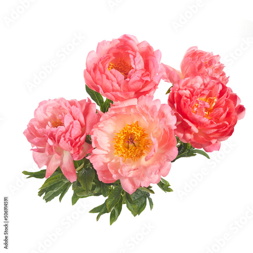 Beautiful pink peonies flowers isolated on white background