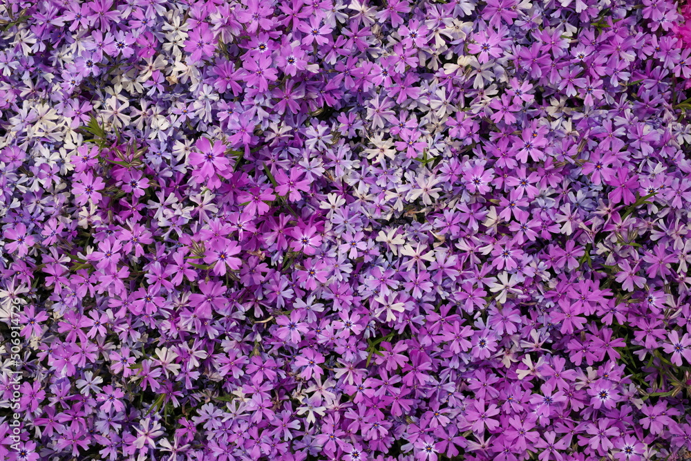 Full Frame Macro Close up of Beautiful Pink and Purple Phlox Subulata, Moss Phlox, or Creeping Phlox