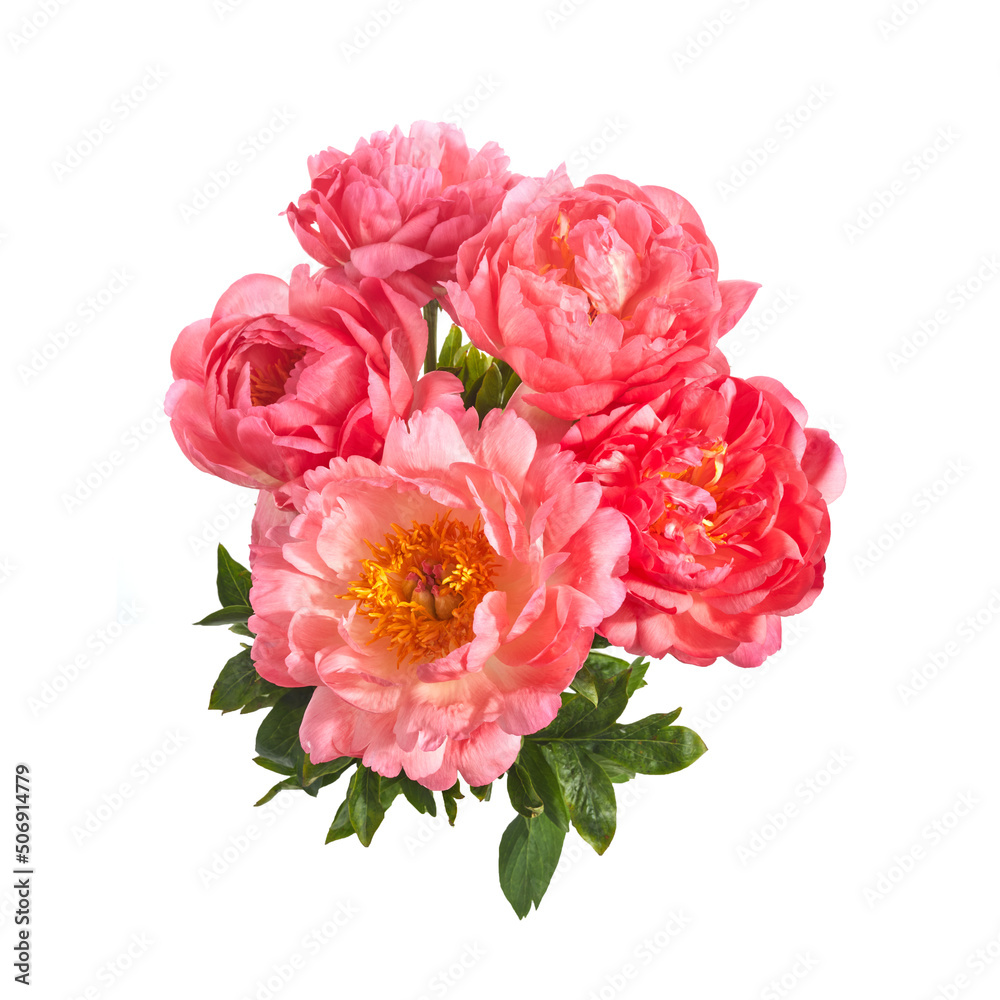 Beautiful pink peonies flowers isolated on white background Beautiful pink peonies flowers isolated on white background