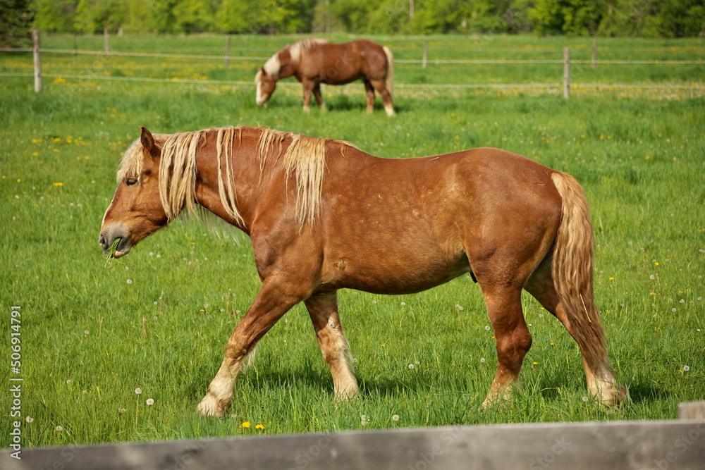 Fototapeta premium A Male Flaxen Chestnut Horse Stallion Colt Walking Through a Pasture Meadow between grazing