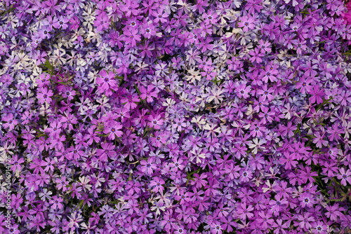 Full Frame Macro Close up of Beautiful Pink and Purple Phlox Subulata, Moss Phlox, or Creeping Phlox