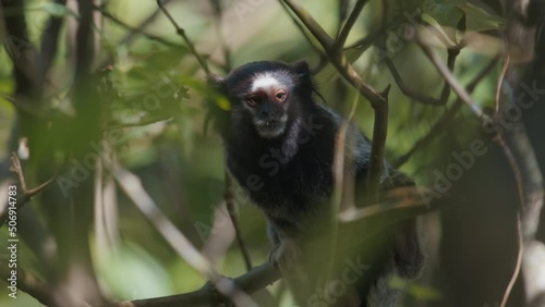 Goeldi's marmoset. Goeldi's monkey, Callimico goeldii in the natural habitat in Brazilian forest photo