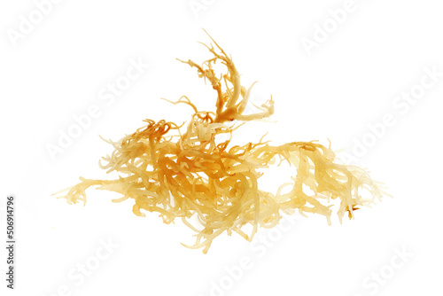 Fototapete Fresh clear irish moss seaweed isolated on white background