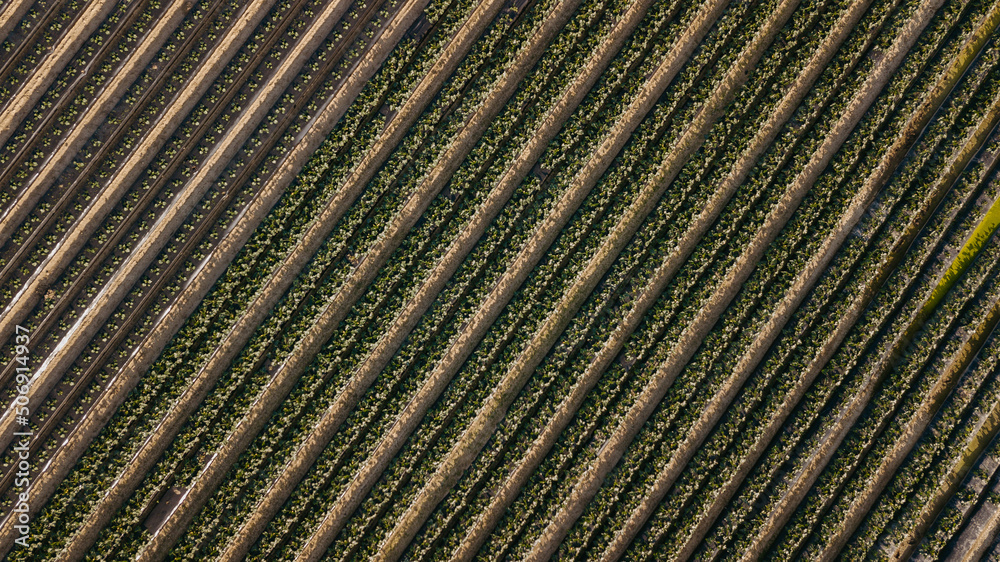plantacion de ensaladas desde el aire plantacion de ensaladas desde el aire