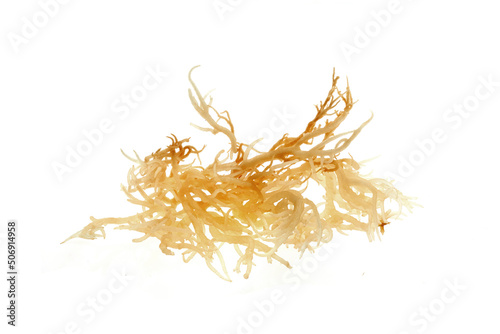 Leinwand Poster Fresh clear irish moss seaweed isolated on white background