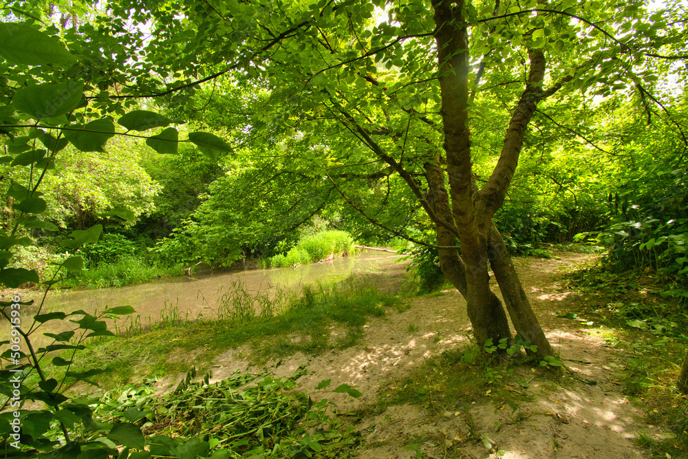 Auwald an der Rhone, Wanderweg Envirhona nahe Bregnier Cordon Auwald an der Rhone, Wanderweg Envirhona nahe Bregnier Cordon