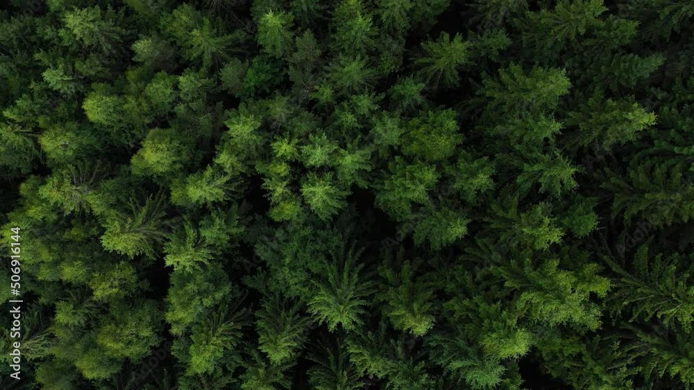 Top down view of the coniferous forest growing on the slopes of the mountains Top down view of the coniferous forest growing on the slopes of the mountains