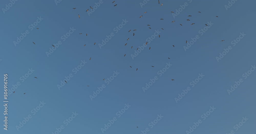 Bunch of flying seagulls on the blue sky Bunch of flying seagulls on the blue sky