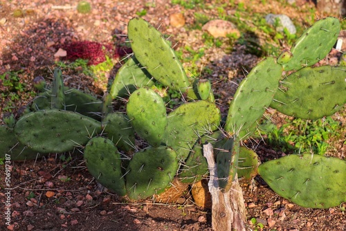 Photograph of beautiful cacti planted in the ground. photo