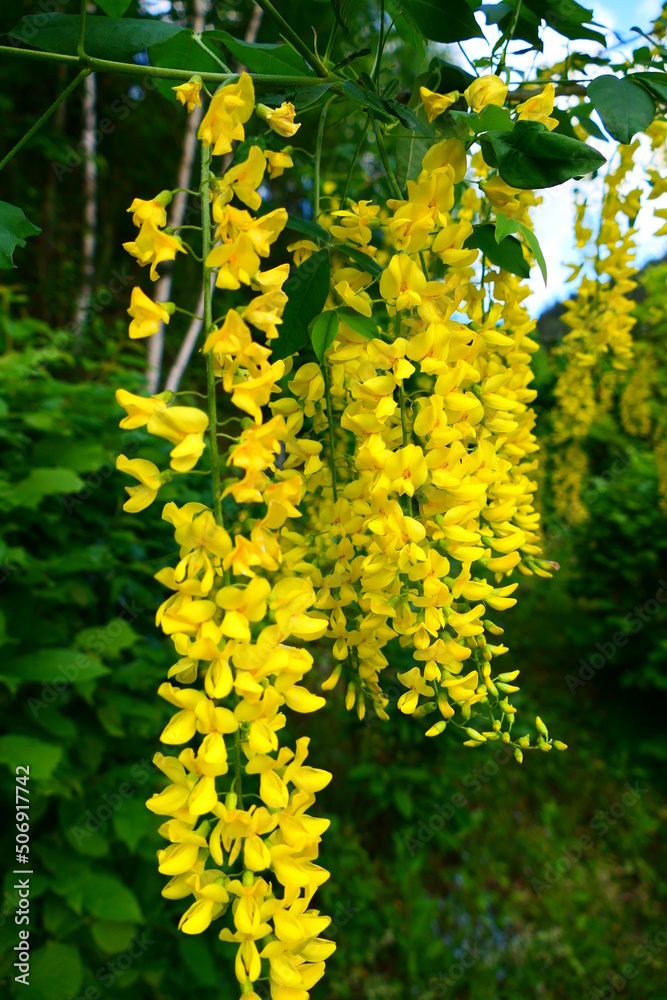 Fototapeta premium Goldregen Blüte