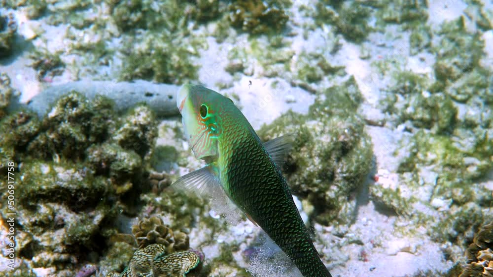 Half and half thicklip wrasse spits or Hemigymnus melapterus swimming among reef corals