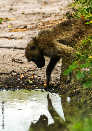 wild boar in the forest