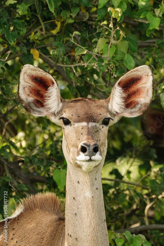 white deer