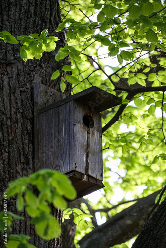 Old wooden bird cage attached to a large tree. Bird house in a tree © Armands photography