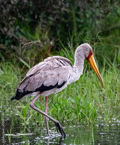 blue heron