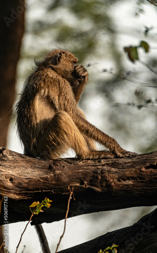 lion cub sitting on a tree
